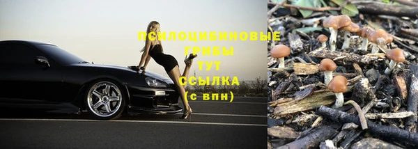 прущие грибы Армянск